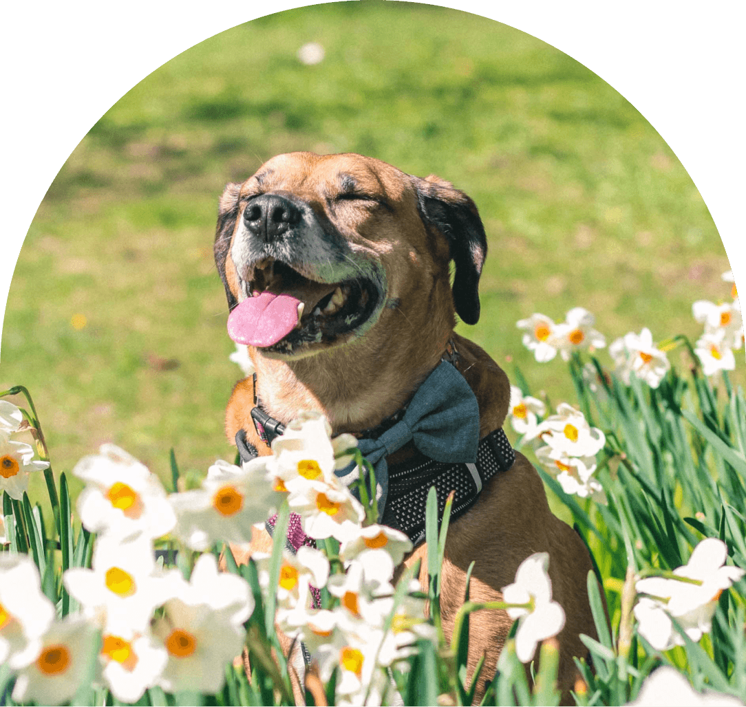 PSECU-Website-Thank-You-Header